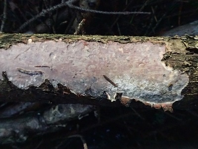 Vuilleminia comedens
