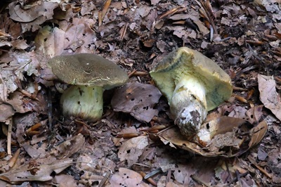 xerocomellus-porosporus2