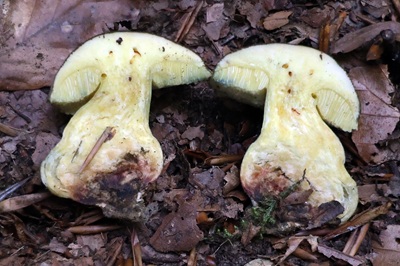 xerocomellus-porosporus3