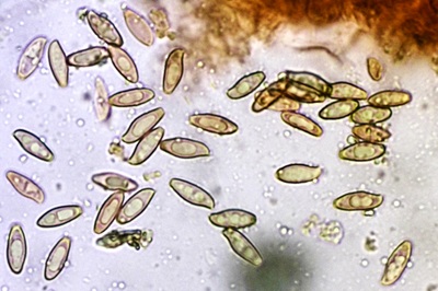 xerocomellus-porosporus6