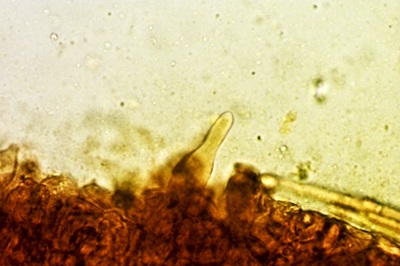 xerocomellus-porosporus8