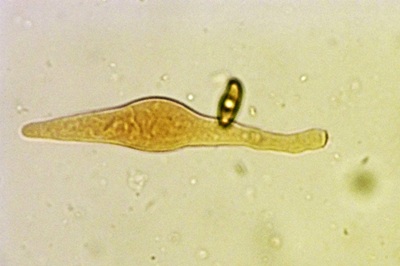 xerocomellus-porosporus9