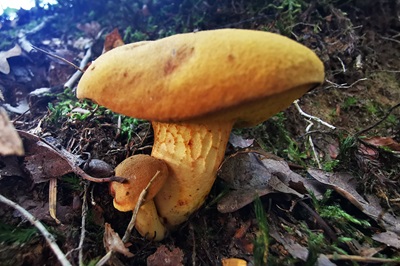 Xerocomus chrysonemus