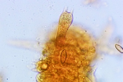 xerocomus-subtomentosus11