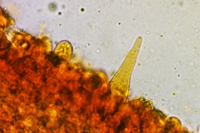 xerocomus-subtomentosus12