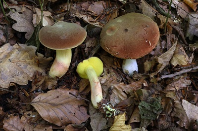xerocomus-subtomentosus3