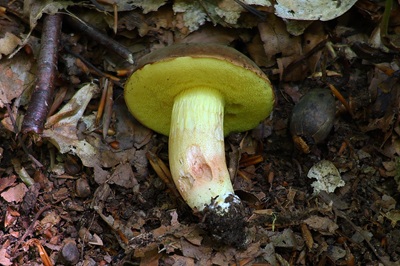 xerocomus-subtomentosus4