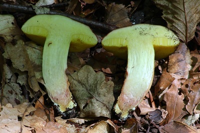 xerocomus-subtomentosus5