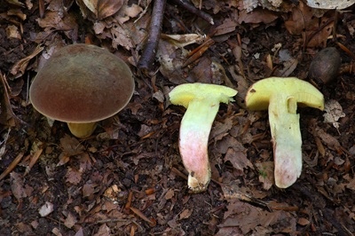 xerocomus-subtomentosus6