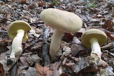 xerocomus-subtomentosus7