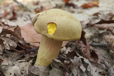 xerocomus-subtomentosus8