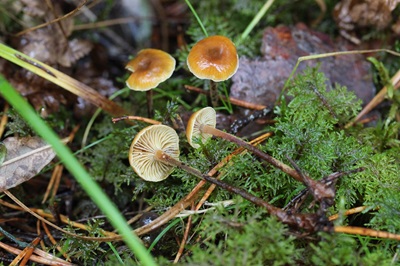 Xeromphalina fraxinophila