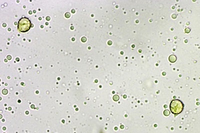 xerula-pudens6