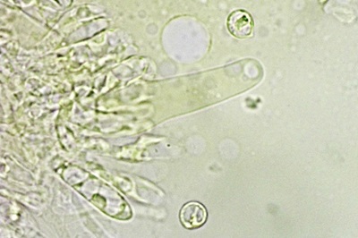 xerula-pudens7