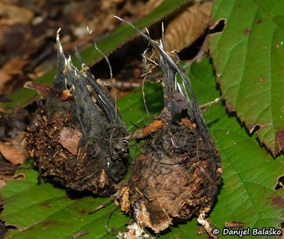 Xylaria carpophila