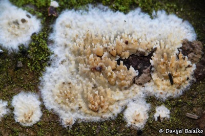 Xylodon radula