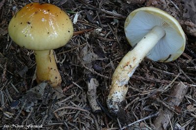 Zhuliangomyces ochraceoluteus