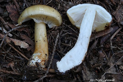 zhuliangomyces-ochraceoluteus1