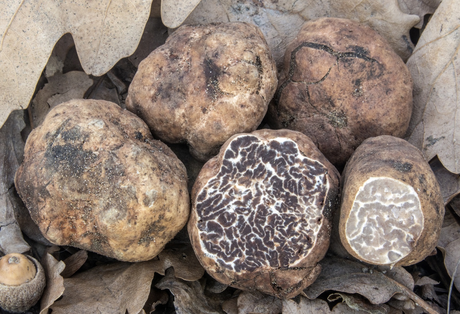 tuber-borchii-gbif.jpg