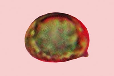 Amanita oblongospora