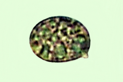 Amanita singeri