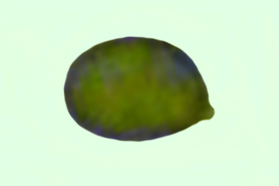 Camarophyllopsis schulzeri