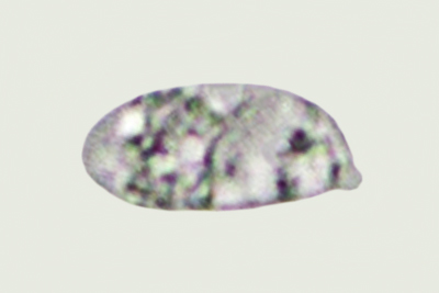 Chromosera citrinopallida
