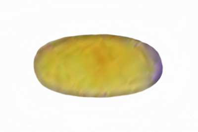 Chromosera cyanophylla