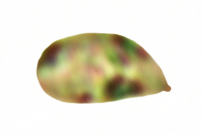 Chromosera lilacina