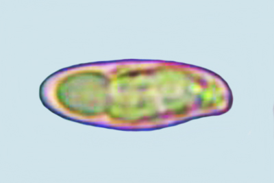 Chroogomphus mediterraneus