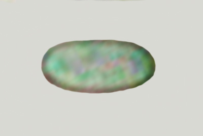 Colus hirudinosus