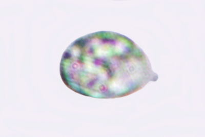 Hodophilus atropunctus