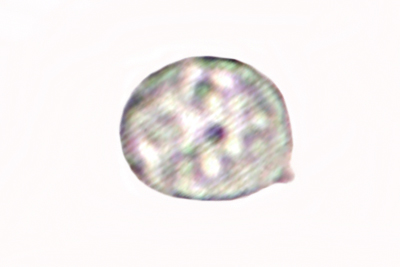 Hodophilus phaeoxanthus