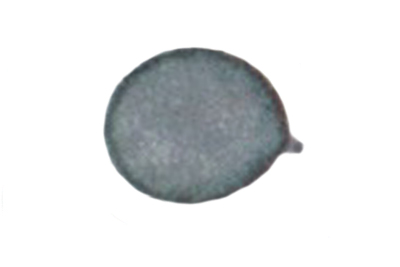Hodophilus variabilipes