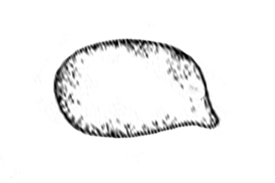 Hygrophorus exiguus