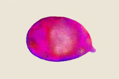 Hygrophorus hedrychii