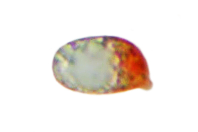 Hygrophorus persoonii