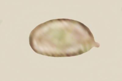 Hygrophorus pinophilus