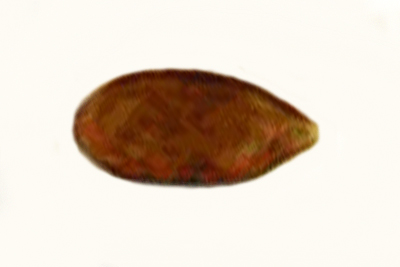 Hymenogaster griseus