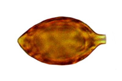 Hymenogaster olivaceus