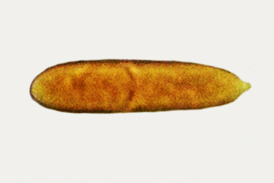 Hypomyces hyalinus