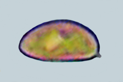 Inocybe amethystina