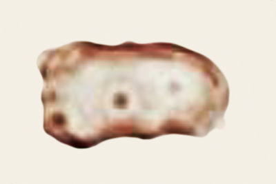 Inocybe dunensis