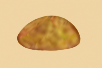 Inocybe erinaceomorpha