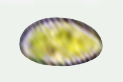 Inocybe filiana
