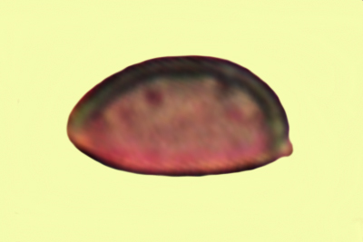 Inocybe griseovelata
