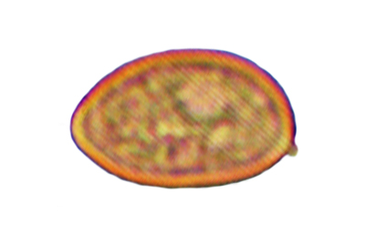 Inocybe haemacta