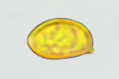 Inocybe hirtella
