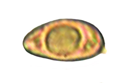 Inocybe hystrix