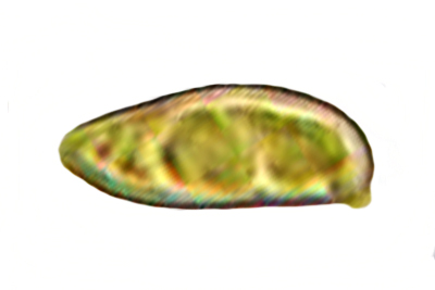 Inocybe impexa